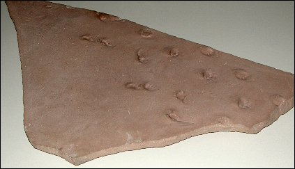 Ornitholestes footprints