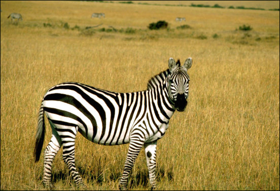 Grants zebra