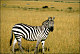 thumbnail of a Grant's zebra