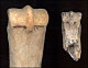 thumbnail of two kinds of fossil horse cannonbones
