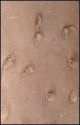 thumbnail of footprints of a small dinosaur