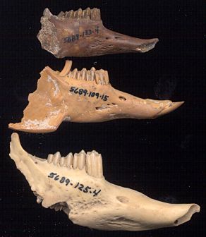 Aztlanolagus, Sylvilagus, and Lepus jaws