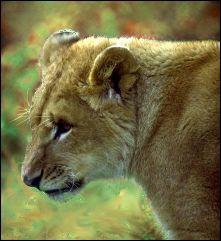 African lioness