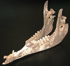 photo of lower jaws of a llama