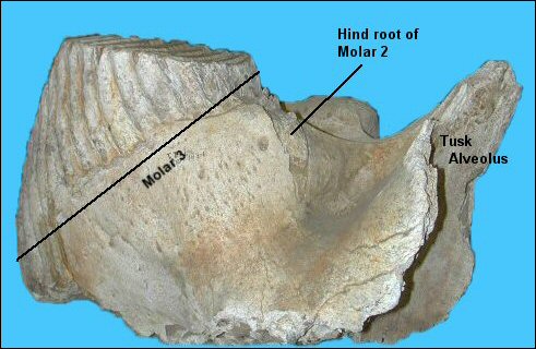 Mammoth upper jaw and third molar