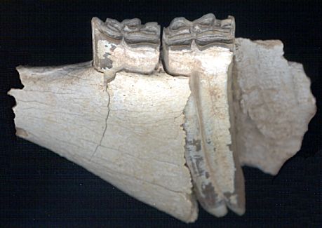 fragment of Nannippus jaw with two teeth