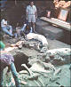 thumbnail of the Nogal mammoth excavation