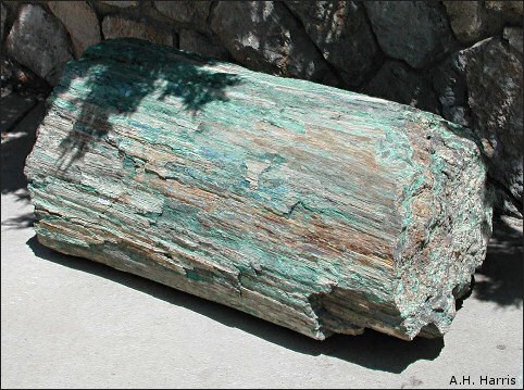 petrified wood fossils