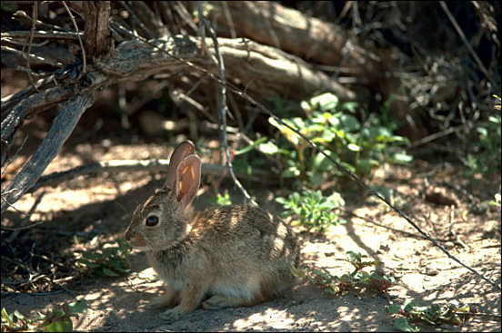 Desert cottontail