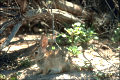 thumbnail of the desert cottontail
