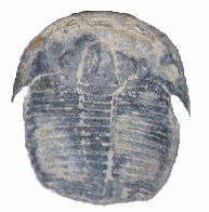 trilobite