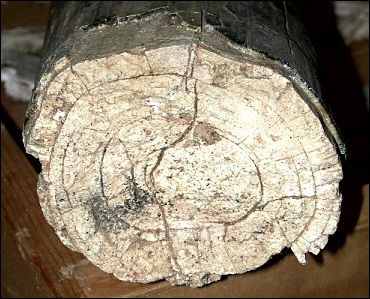 Cross section of proboscidean tusk