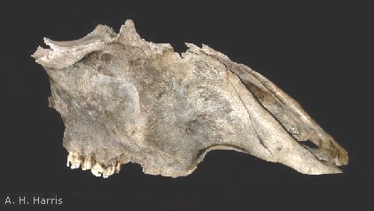 fossil bovid skull