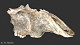 thumbnail of a partial fossil skull