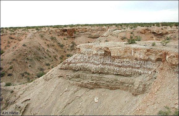 sediments showing caliche deposits