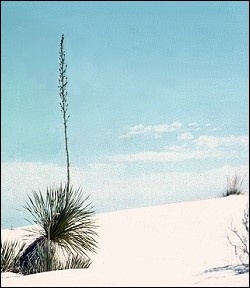 Yuccas growing from the white sand dunes