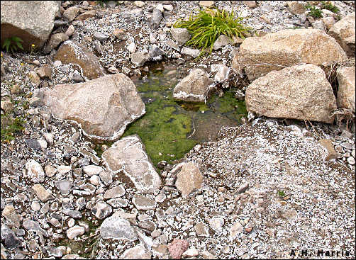 mineral incrustations in bed of arroyo