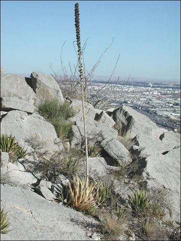 scene in Franklin Mts.