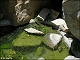 thumbnail of the hueco, Chihuahuan Desert Gardens