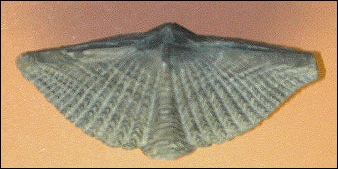 fossil seashell