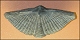 thumbnail of Permian brachyopod