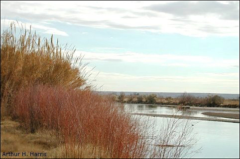 photo of Rio Grande at Canutillo