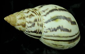 desert snail shells