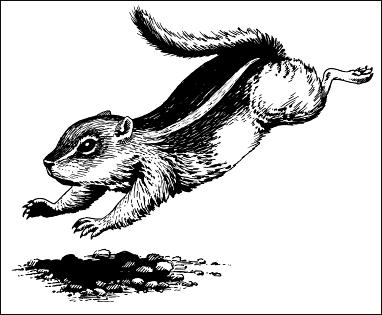 drawing of antelope squirrel