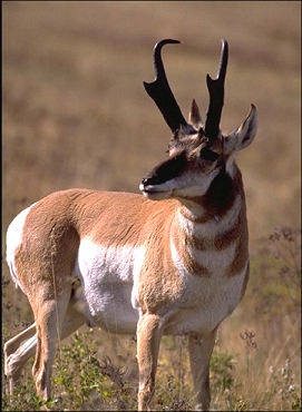 Pronghorn