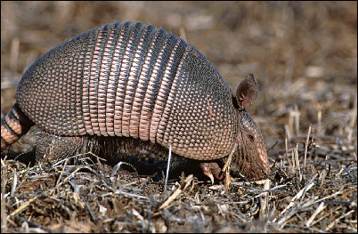 armadillo