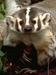 california badger