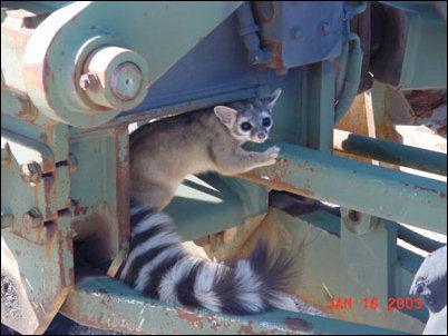 Ringtail