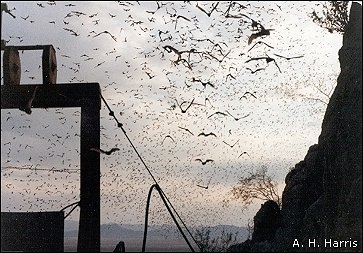 Mexican Free-tailed Bats leaving their cave roost