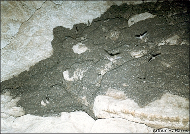 bats roosting on a cave ceiling