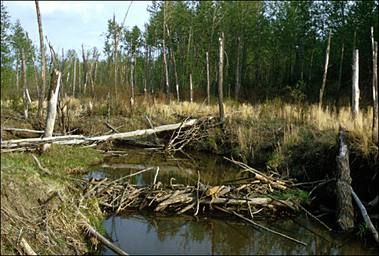 beaver dam