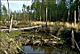 thumbnail of beaver dam