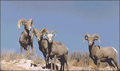  - bighorns