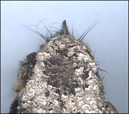 bird with hair-like feathers