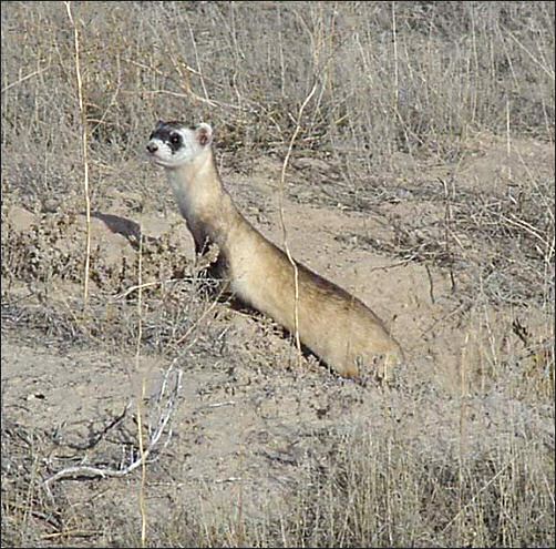 Blackfooted Ferret at mouth of a burrow