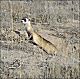 thumbnail of a black-footed ferret