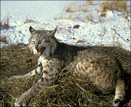 Bobcat