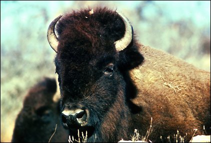 Bison