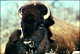 thumbnail of bison