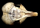 thumbnail of a kangaroo rat skull