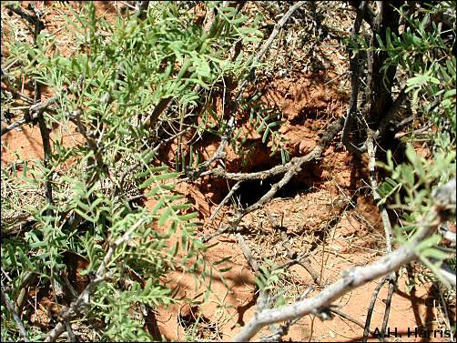 mammal burrow in mesquite hummock sand