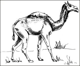 drawing of an extinct camel