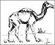 thumbnail of drawing of the extinct camel, Camelops