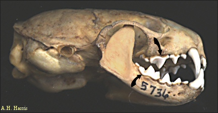 Long-tailed Wease skull showing carnassial pair