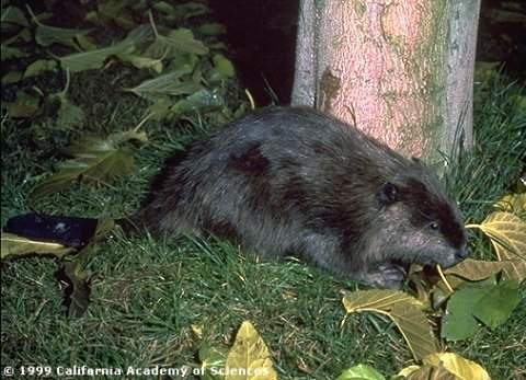 photo of beaver