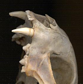 upper dentition of bobcat